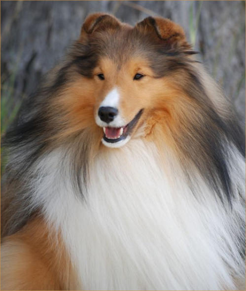 Highledge shelties shop